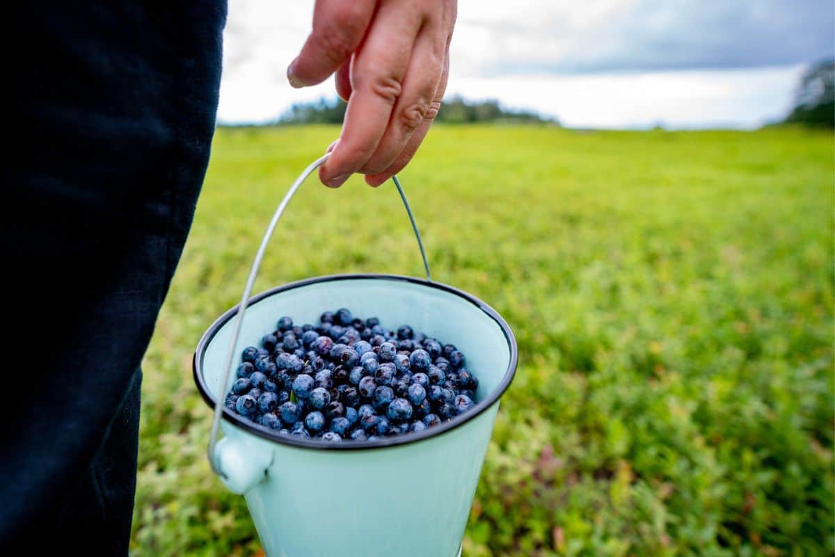 A hand holding a small pail of wild Maine blueberries in a blueberry field.