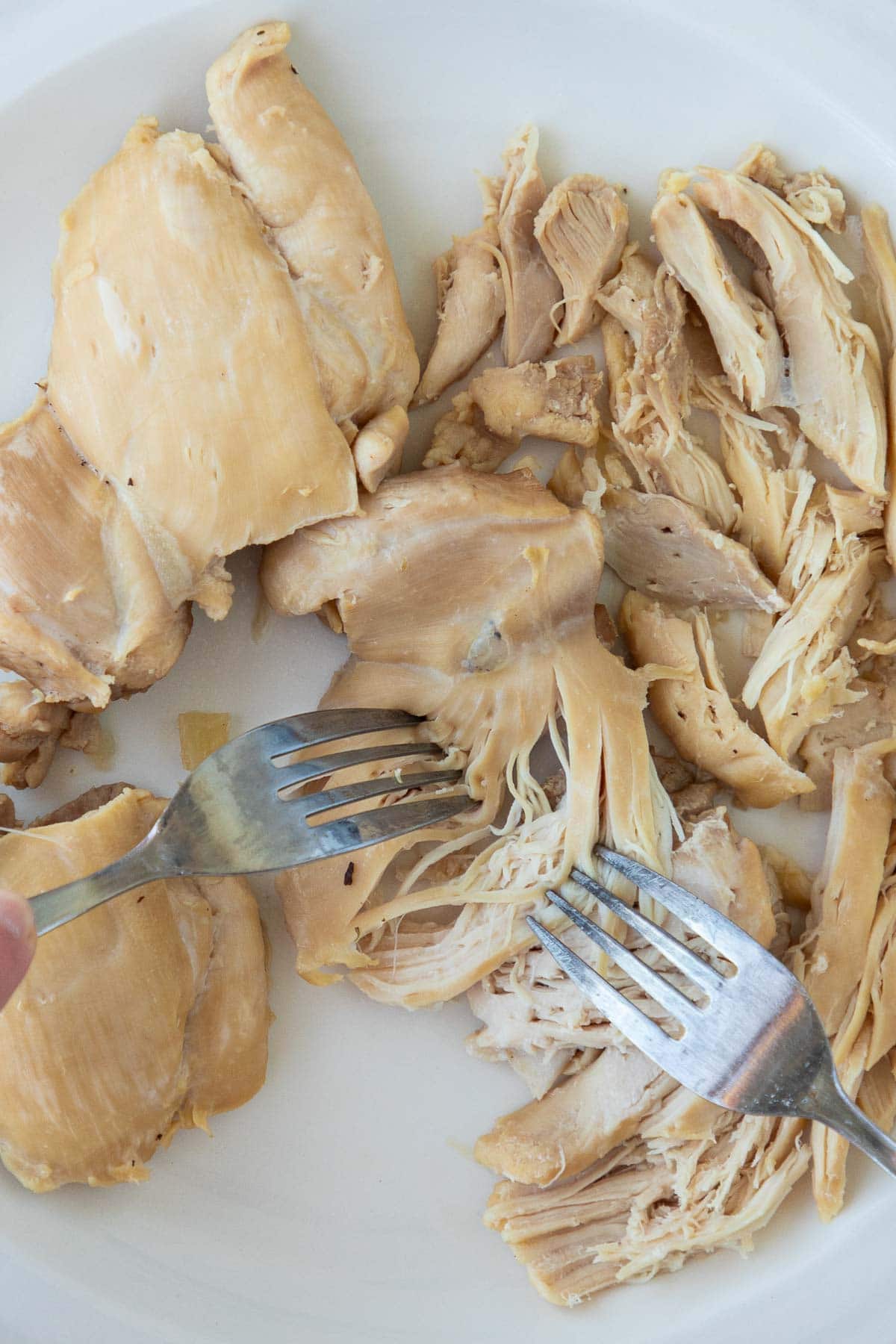 Two forks shredding cooked chicken thighs into small pieces.